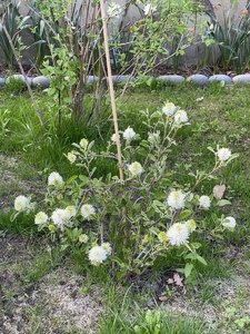 534C687D-E435-4BA0-A89E-18CF69A323AC.jpeg