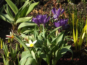 2021.05.17 Уч № 1 Tulipa kaufmanniana `Ancilla`_  DSCF1364.JPG