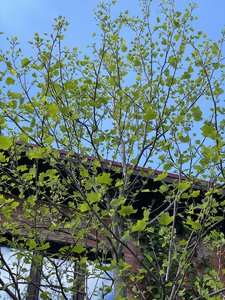 38BBB623-E577-434F-8373-F8B9535510EF.jpeg