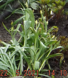 2021.05.22  Уч № 1  Ночной мокрый снег_ ф_ DSCF1728.jpg