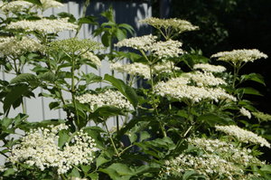 DSC06746.JPG