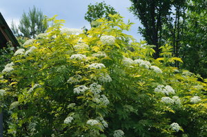 DSC09594.JPG