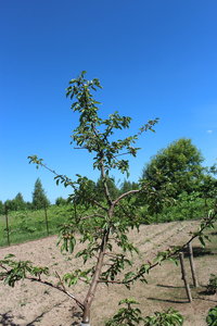 IMG_5783.JPG