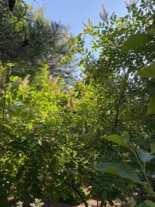 D6051EDB-4A8D-437F-961F-42C398BAAE24.jpeg