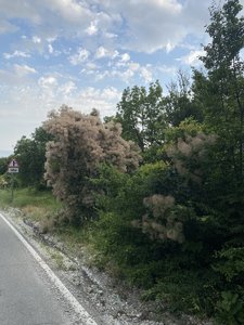F1B2B088-6C40-4940-BE82-A55D44704838.jpeg