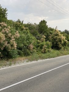 02227966-CCF3-41A6-A992-38B6D97D8477.jpeg