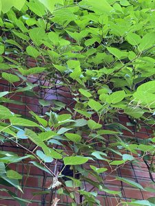 134565AF-F558-4752-AE95-AE2BE93A185A.jpeg
