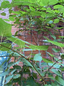 167B0A3A-74CB-4E25-855C-EA2EDAC127BC.jpeg