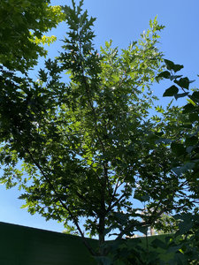 6CF282BE-3659-487F-A768-97AF9CCE834D.jpeg