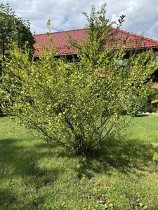 8A06B387-3D8A-4C98-9F80-0A79D41D9243.jpeg