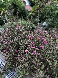 2F2A9267-5820-43C3-83DF-D6D258C4E552.jpeg