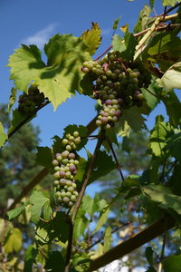 P1180588_resize.JPG