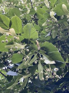 BDBB5049-C627-4350-9130-87AB29C8E6D5.jpeg