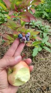 VideoCapture_20210809-152912.jpg