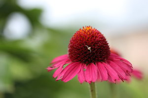 IMG_3720.JPG