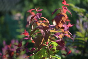 IMG_3490.JPG