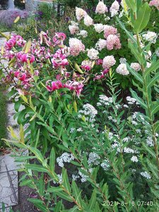 IMG_20210818_074037.jpg