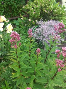 IMG_20210803_093347.jpg