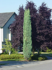 Juniperus-scopulorum-Blue-Arrow.jpg