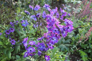 IMG_6613.JPG