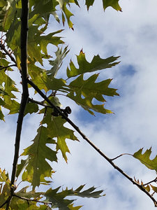 C2644DD1-A305-424C-9F09-1D5869519ED2.jpeg