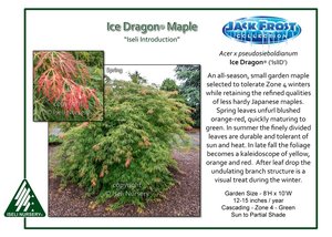 Acer-pseudosieboldianum-Ice-Dragon.jpg