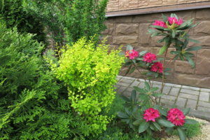 IMG_0800.JPG
