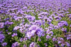 phacelia_04-1.jpg