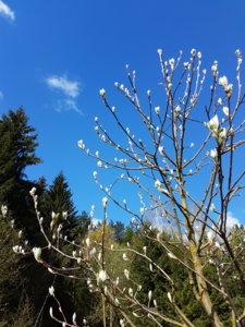 20170509_100855.jpg