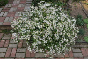 IMG_2123.JPG