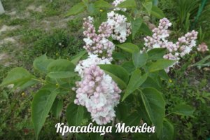 сирень 16.jpg