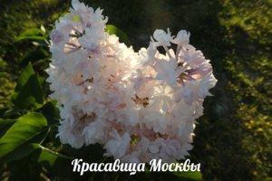 сирень2.jpg