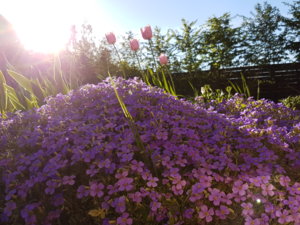 20170523_190657.jpg