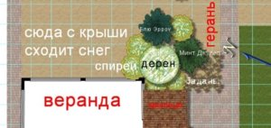 герань.jpg