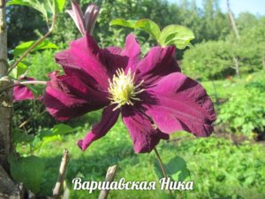 Варшавская Ника.jpg