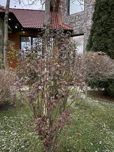 257B868F-91D0-409A-AAC9-1E4D36E5865F.jpeg