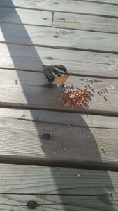 поползень.jpg