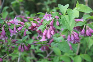 IMG_8786.JPG