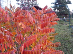 DSCN7788.JPG