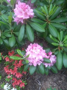 IMG_20210527_131512.jpg