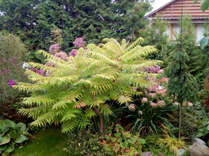 IMG_20200904_123725.jpg