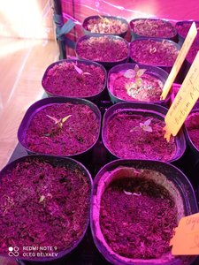 IMG_20220327_112037.jpg