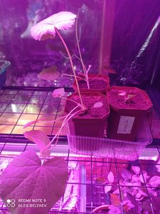 IMG_20220327_112104.jpg