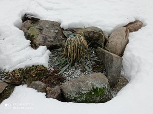IMG_20220326_135253.jpg