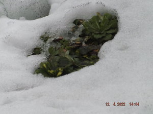 2022.04.12 Уч № 2 Проталина_ DSCF5383.JPG