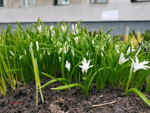 2022.04.25 Уч № 1 фото Е. Ястребовой  Chionodoxa Luciliae  `Alba`_.jpg