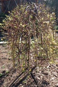 ива2.jpg