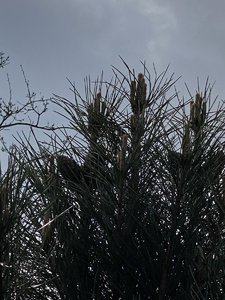 912556AA-174D-4C7E-9A24-F88BE264B699.jpeg