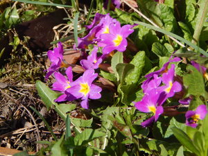 DSCN8185.JPG
