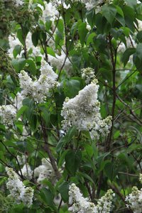 IMG_1504.JPG